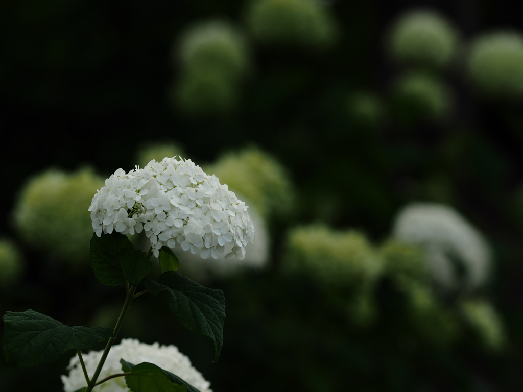 お盆のアナベル