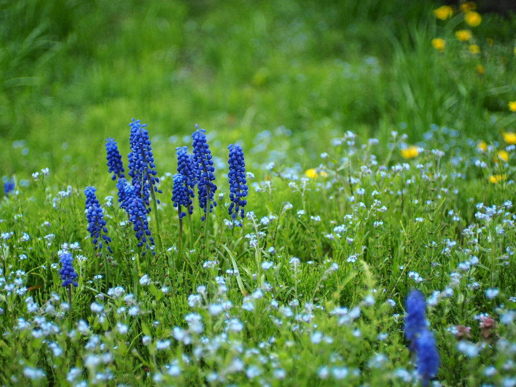 野良ムスカリ
