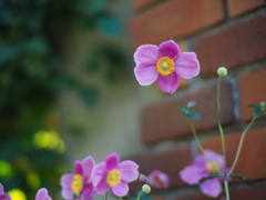 ようこその秋明菊