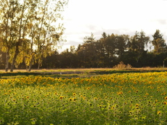 金曜日のうぶ毛たちへ