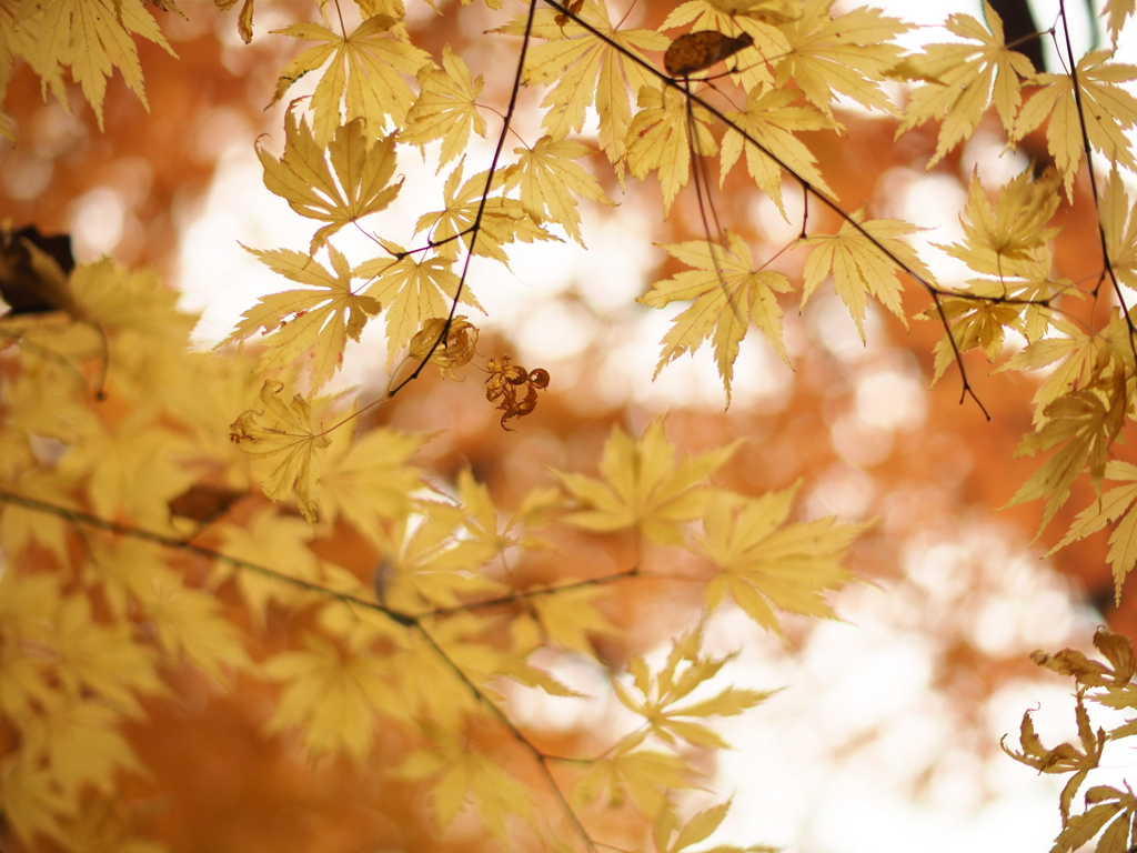 透き通っていく世界　終焉・安息