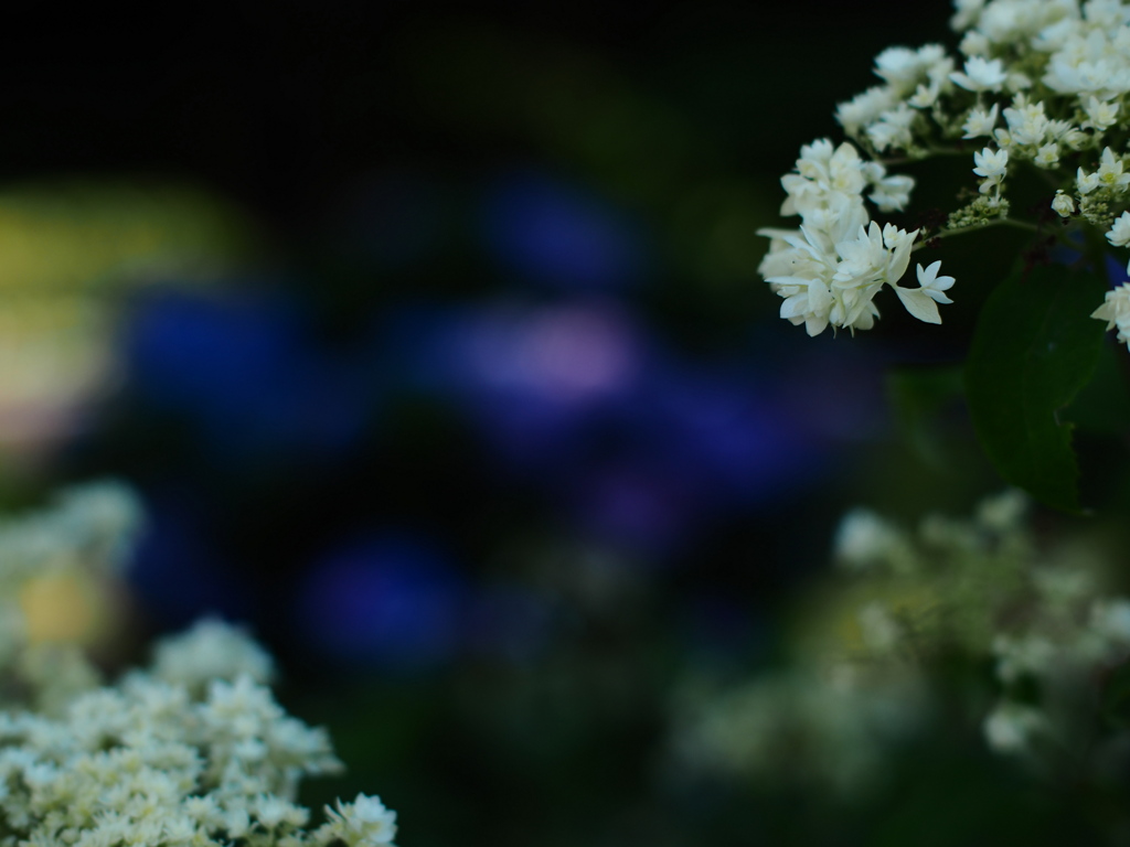 紫陽花の園