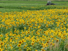 田舎の向日葵