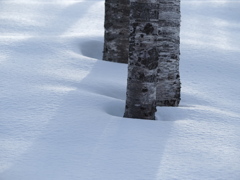 雪と樹皮のcomposition