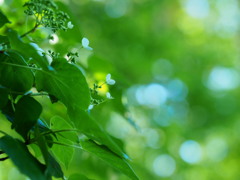 新緑に咲く