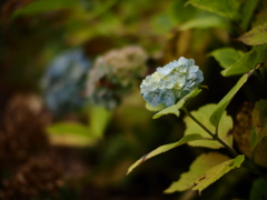 冬紫陽花
