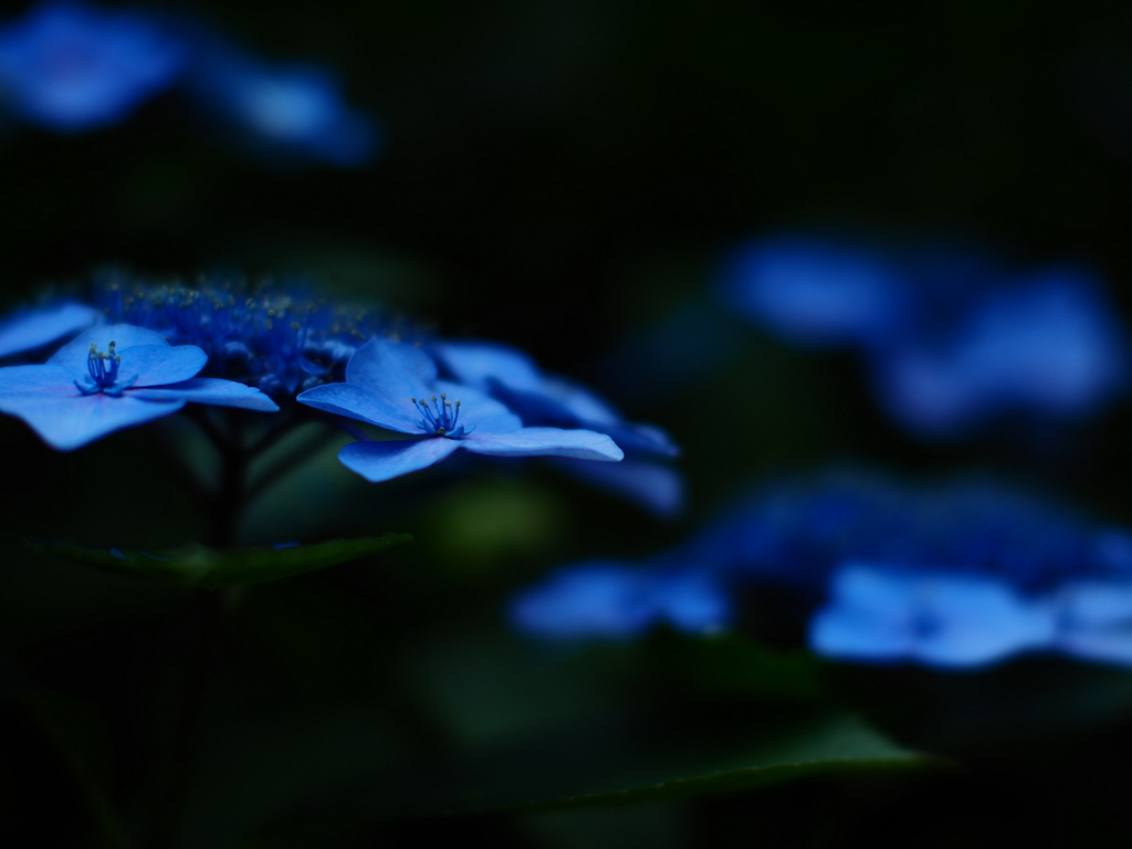 仄闇の青