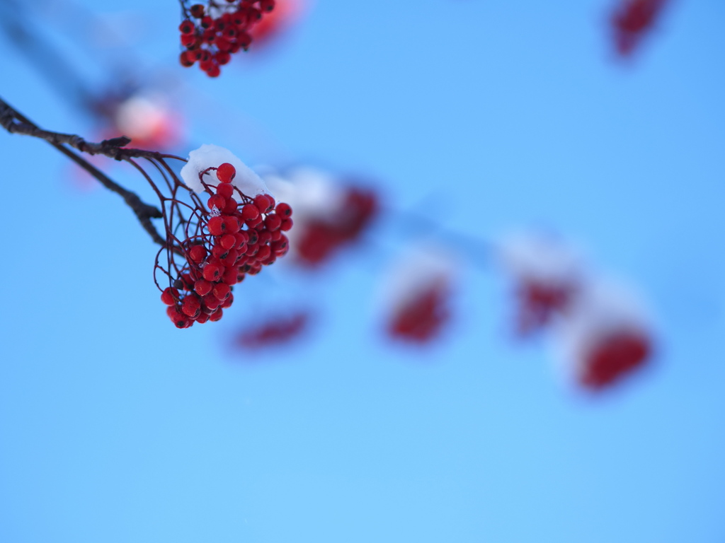 秋の赤、冬の白