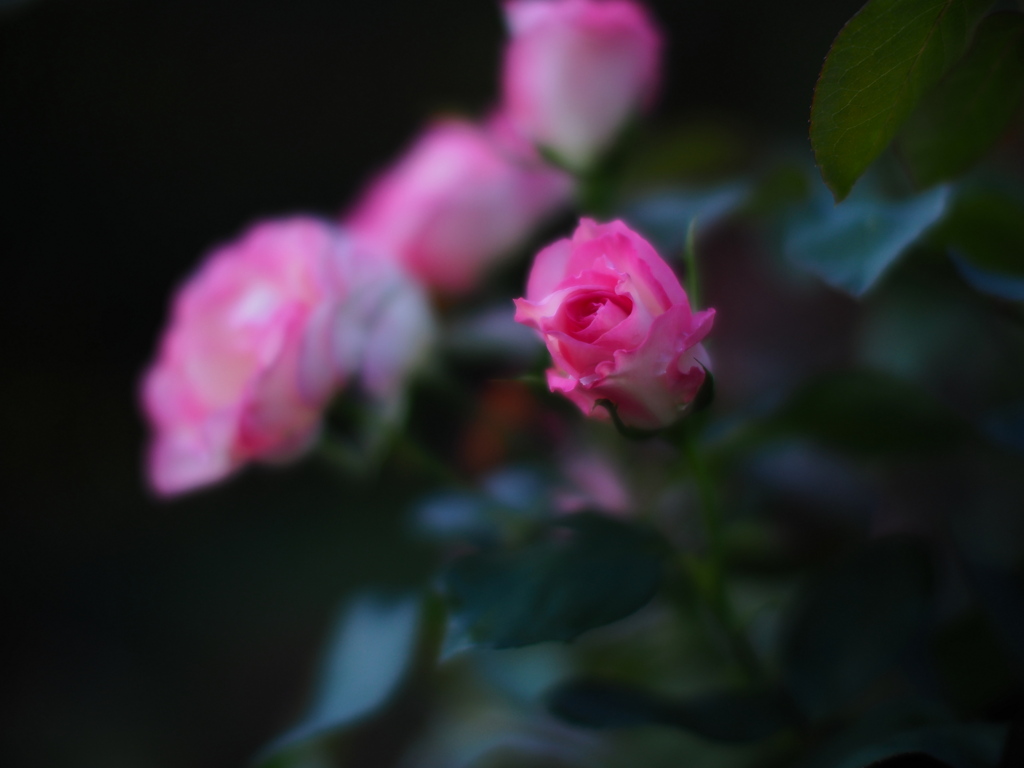 氷いちご始めました