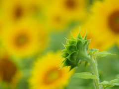 これから咲く花