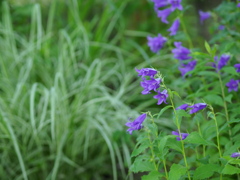盛夏の向こうに