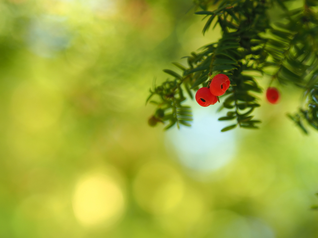 十月のMerry Christmas