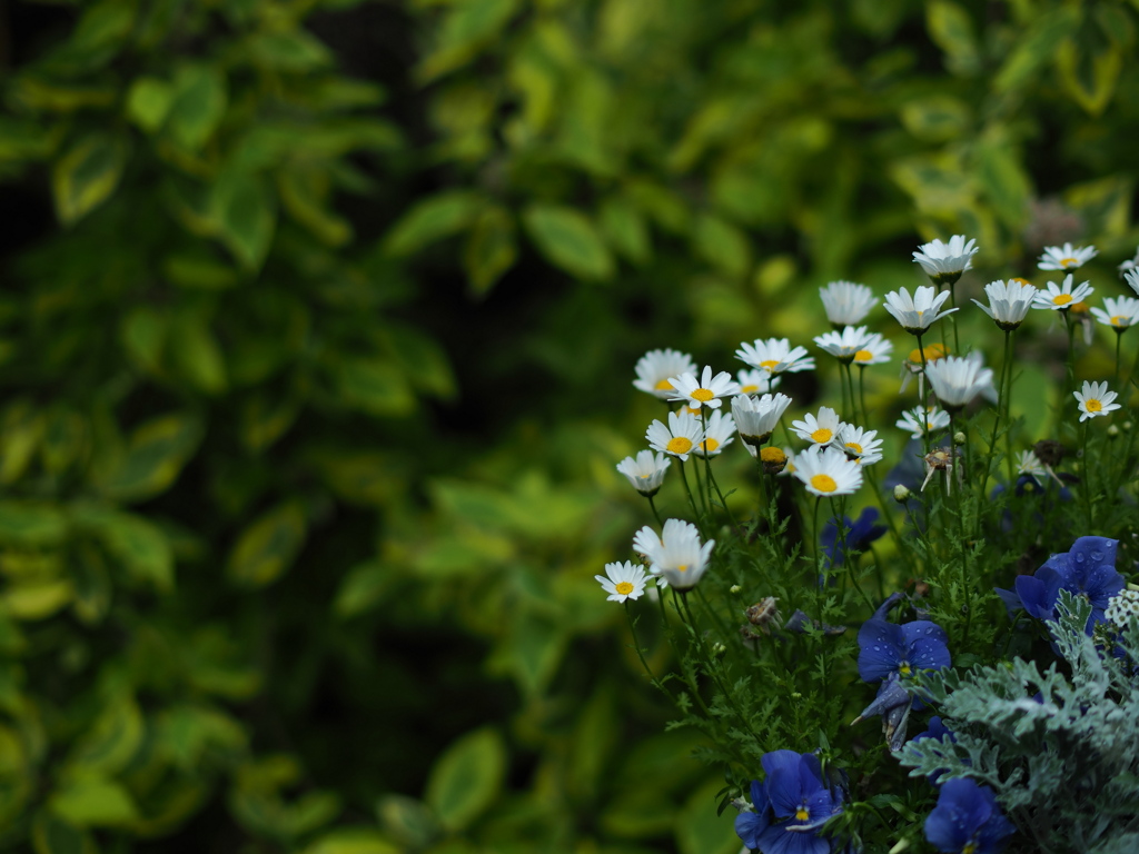 葉っぱと花