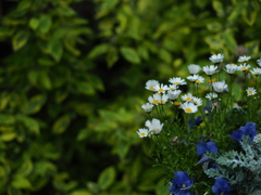葉っぱと花