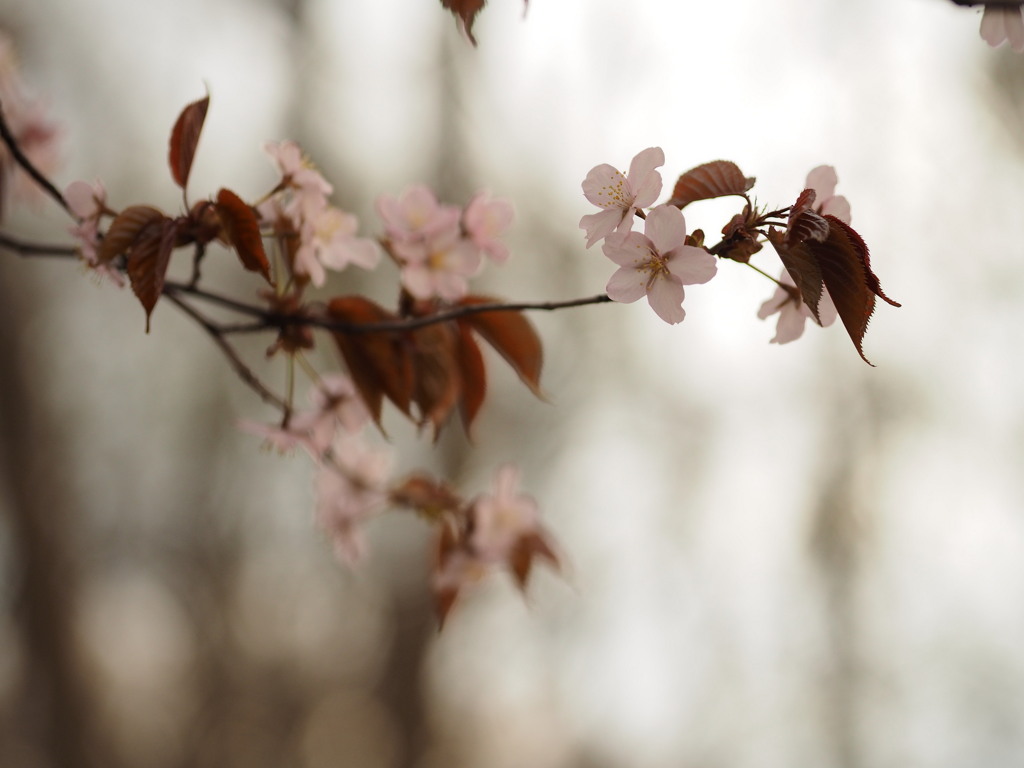 足踏みする季節