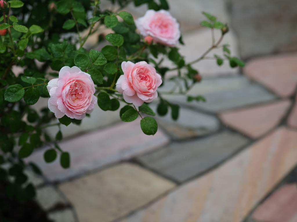 薔薇と舗石
