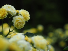 檸檬の薔薇