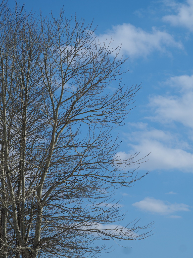 春空に伸びる