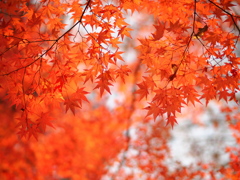 名残紅
