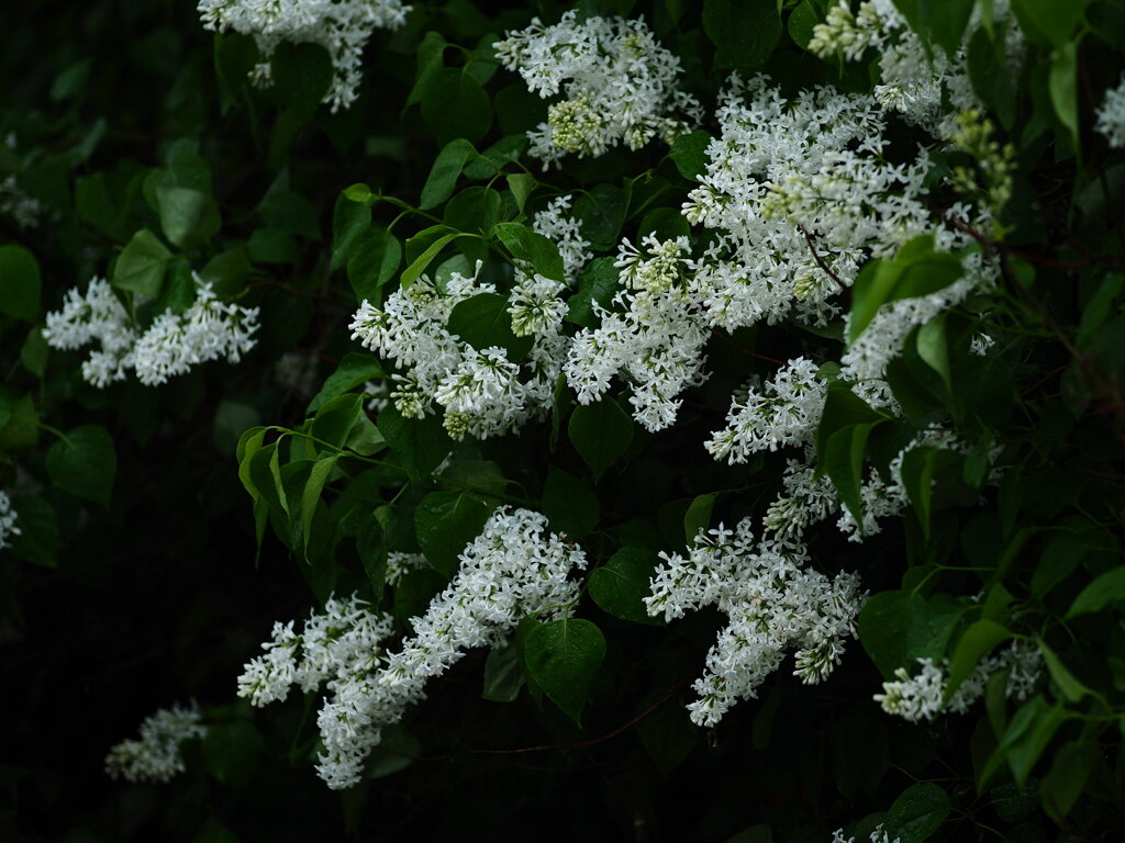 ライラックの風