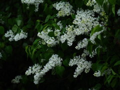 ライラックの風