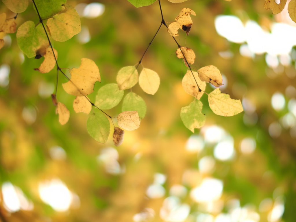 透き通っていく世界