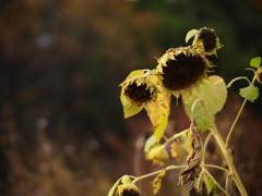 お疲れ向日葵