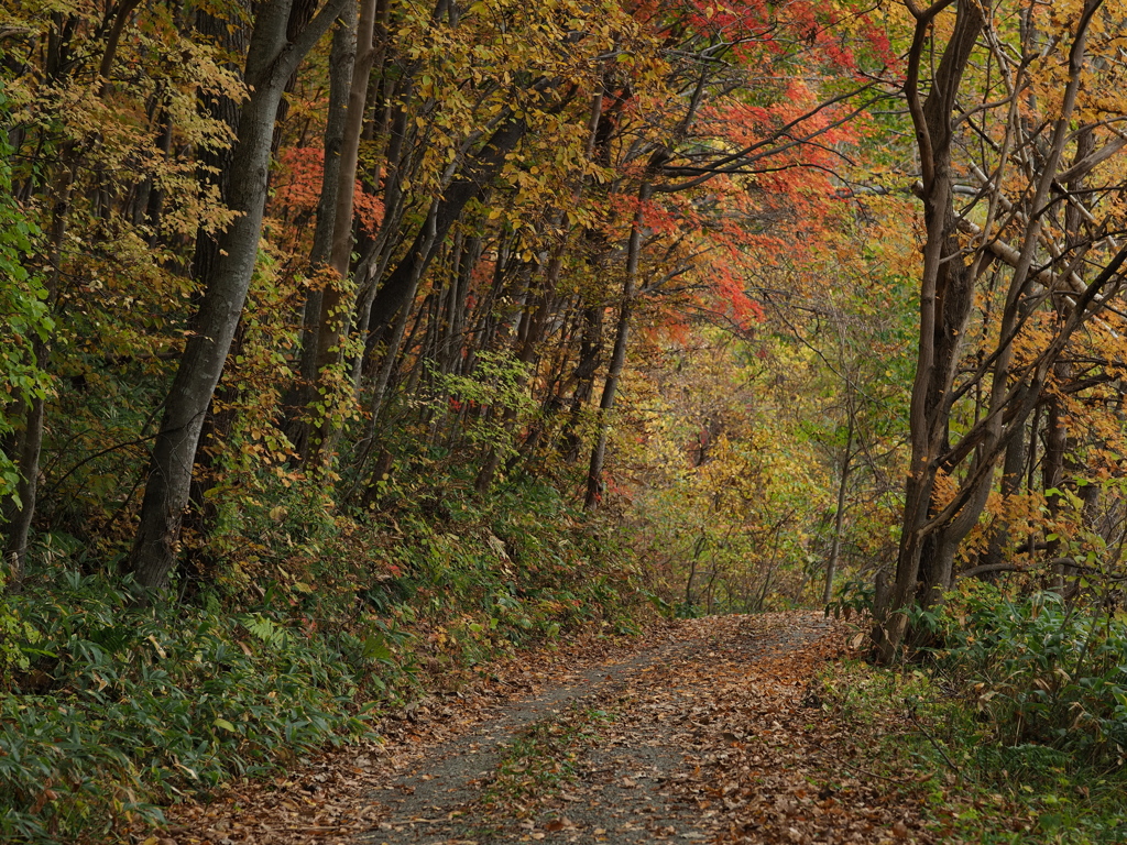 秋の散歩道