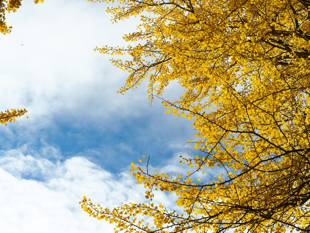 空と銀杏