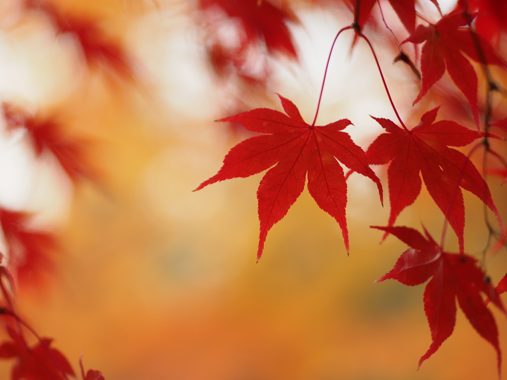 ギリギリの紅葉