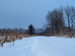 冬の散歩道