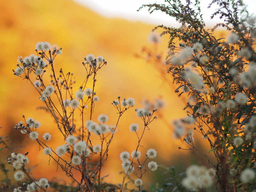 枯れてふわぽわ