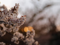 暮れ櫻