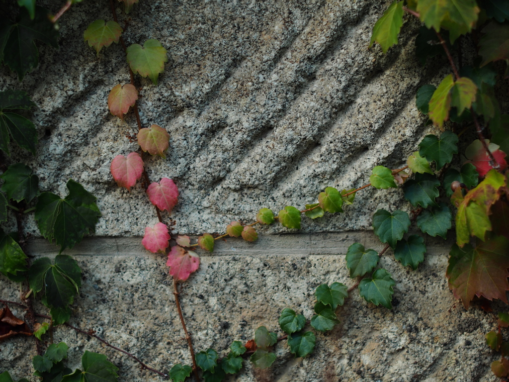 石と蔦