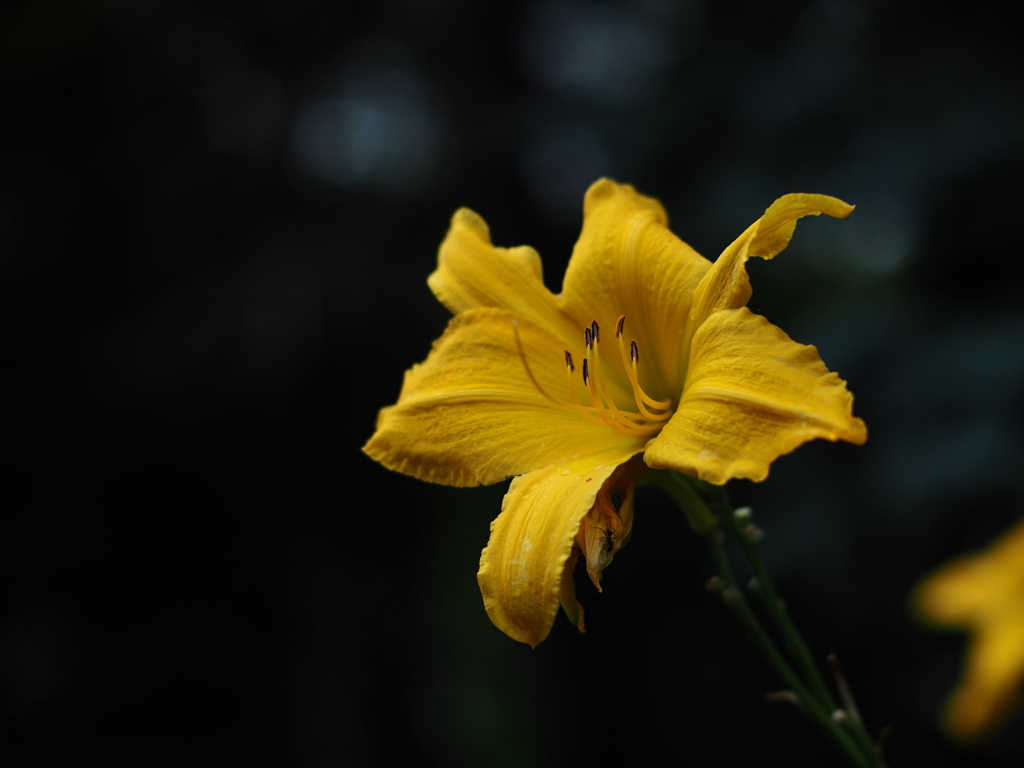 金色の花