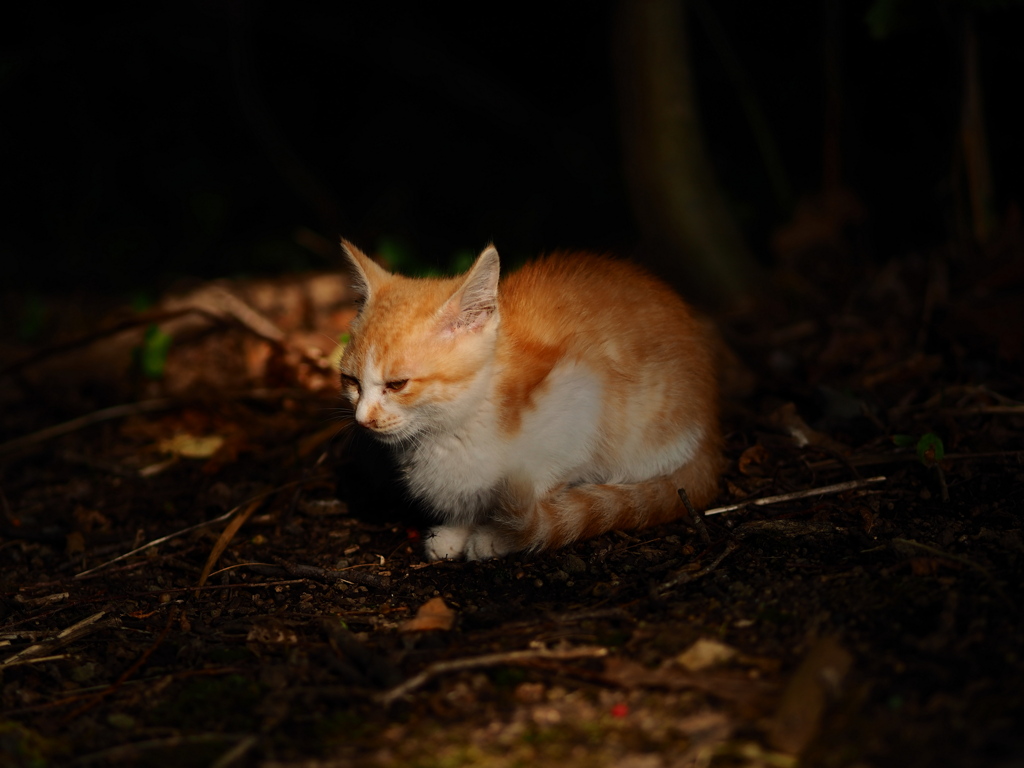 木洩れ日に何想う