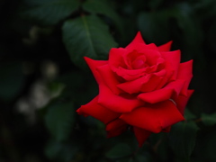 週末に赤い薔薇を