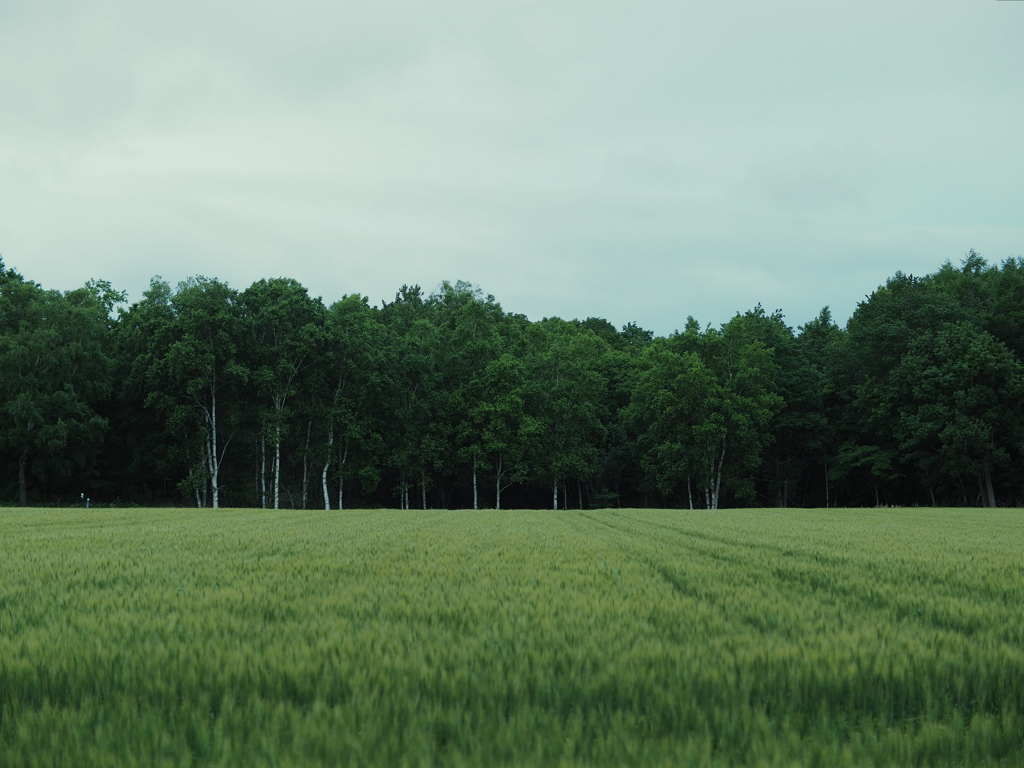 麦と白樺