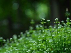 緑光の花園