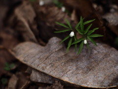 とてもちいさな花
