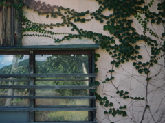 蔦の窓