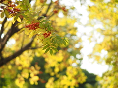 輝ける七つの竈