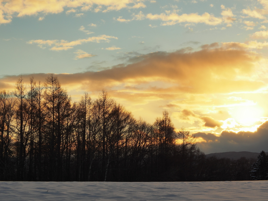 If These Trees Could Talk