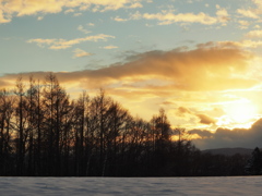 If These Trees Could Talk