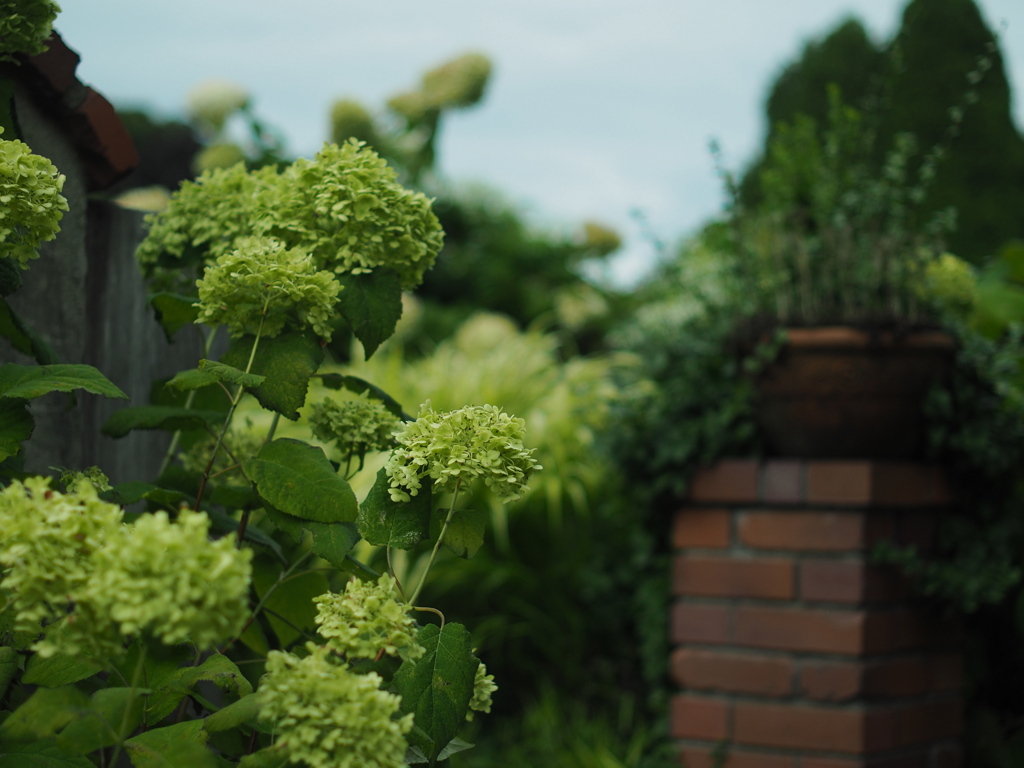 薔薇園へようこそ