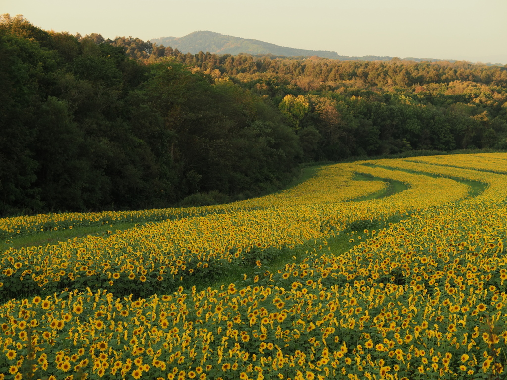 千歳・パレットの丘