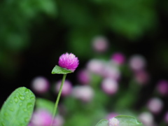 賑わう百合園