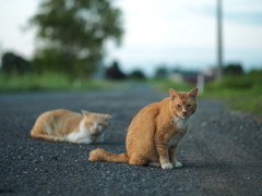 ねこのいる田舎道