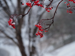 雪中紅
