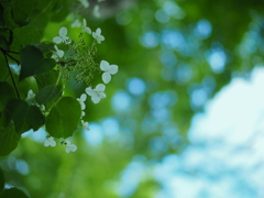 青空をちりばめる